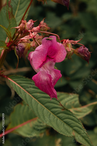 A pink Himalayan Balsam found blooming off of a trail running through Burrs Country Park in Bury, England.