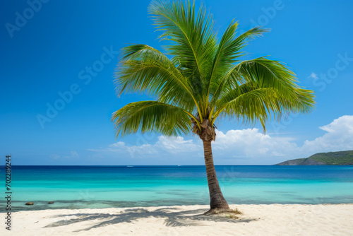 Solitary Palm Tree on a Pristine Caribbean Beach. © Fukume