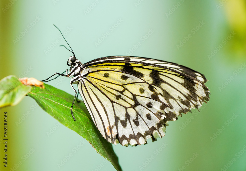 Large tree nymph. Butterfly in natural habitat. Insect close-up. Idea leuconoe. Paper kite butterfly, rice paper butterfly. Large tree nymph. Butterfly in natural habitat. Insect close-up. Idea leuconoe. Paper kite butterfly, rice paper butterfly.