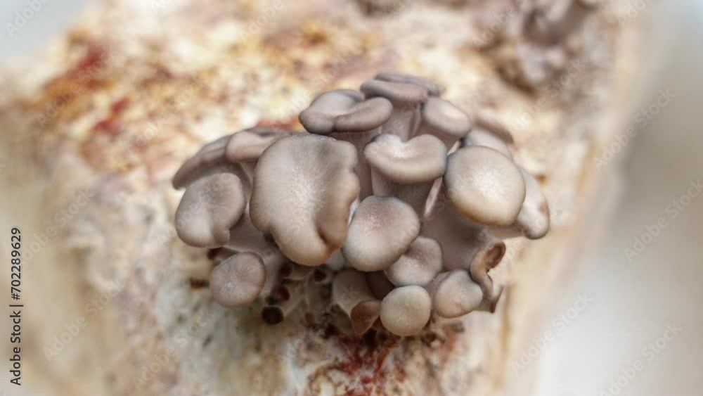 Oyster Mushrooms Cultivation in Time Lapse. Production of Edible Mushrooms as Vegetarian Food Oyster Mushrooms Cultivation in Time Lapse. Production of Edible Mushrooms as Vegetarian Food