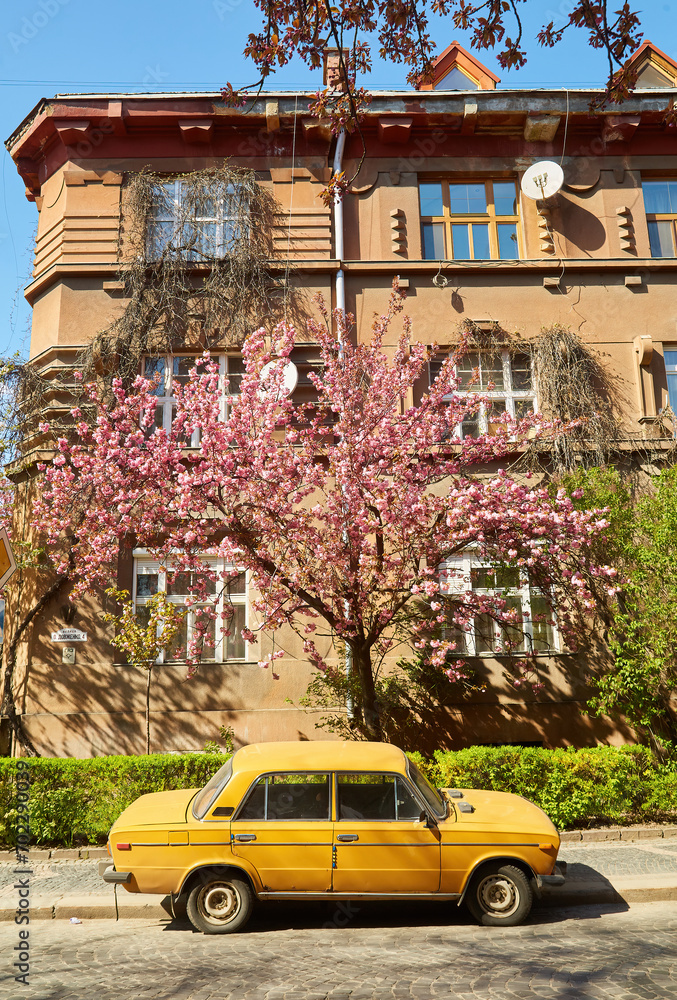 Fototapeta premium blooming sakura trees in alley. Pink sakura flowers on branches in sunny light in spring city street, landscape view. Enjoying spring in the city