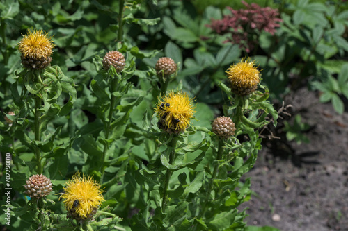 Beautiful close-up of a centaurea macrocephala flower photo