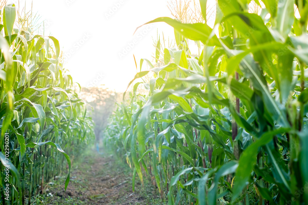 Green Corn field with sunlight in morning day, young corn tree for graphic desing, poster, banner Green Corn field with sunlight in morning day, young corn tree for graphic desing, poster, banner