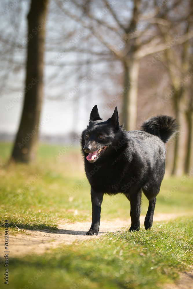 Young female of schipperke is running in grass. She has so nice face. She is so patient model. 