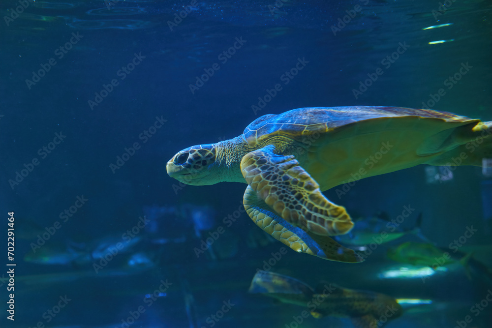 Fototapeta premium Sea turtle seen at the Aquarium
