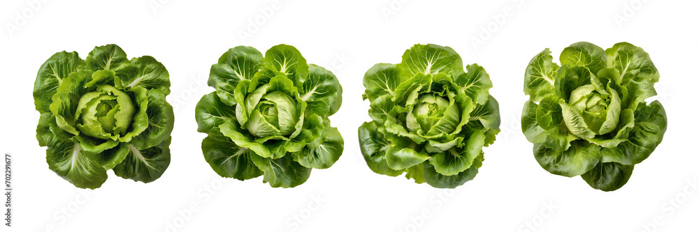 Set of Top view of Trocadero lettuce, isolated over on transparent white background. - obrazy, fototapety, plakaty 