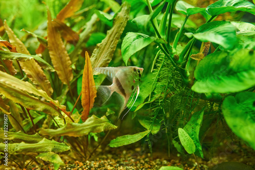 Ornamental fish Scalaria or angelfish Pterophyllum scalare photo