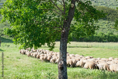 Sheep herd going to grazing. photo