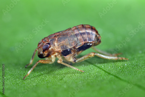 Palm planthopper or datebug (Asarcopus palmarum). An insect that feeds on various species of palm trees. A palm pest.