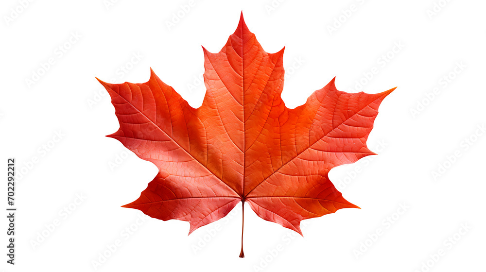 Autumn Leaf Image, Transparent Fall Foliage, PNG Format, No Background, Isolated Seasonal Element, Nature's Colorful Change Autumn Leaf Image, Transparent Fall Foliage, PNG Format, No Background, Isolated Seasonal Element, Nature's Colorful Change