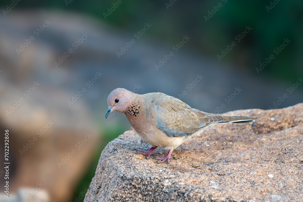 Obraz premium The laughing dove (Spilopelia senegalensis)