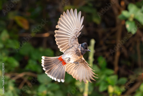 The red-vented bulbul (Pycnonotus cafer)
