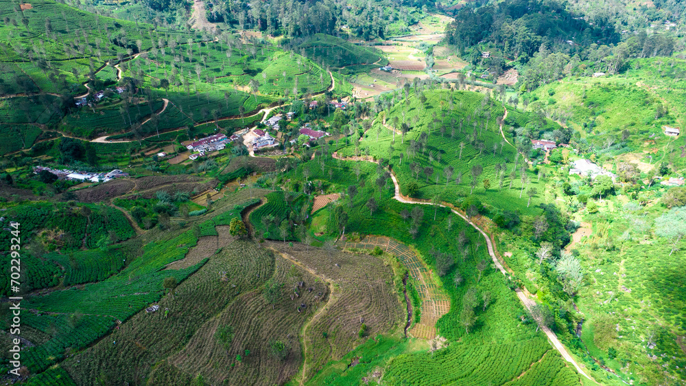 Highland tea plantations on the island of Sri Lanka. Top view, aerial photography.