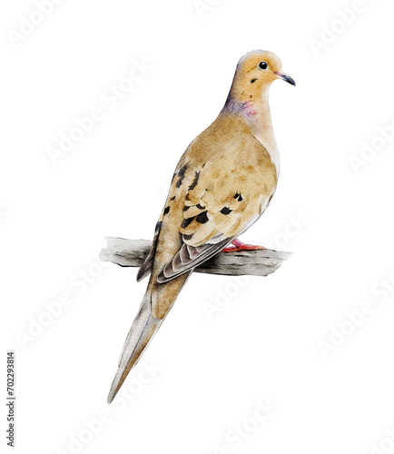 Hand-drawn watercolor mourning dove bird on branch illustration isolated. Rain dove. Turtle dove. Birds collection. Zenaida macroura photo