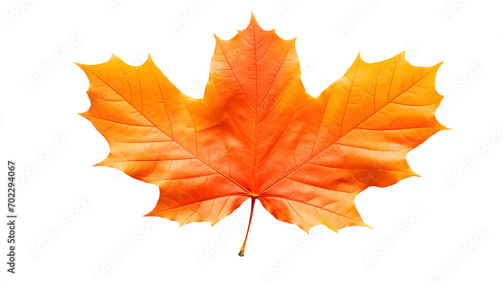 Fototapeta premium Autumn Leaf Image, Transparent Fall Foliage, PNG Format, No Background, Isolated Seasonal Element, Nature's Colorful Change