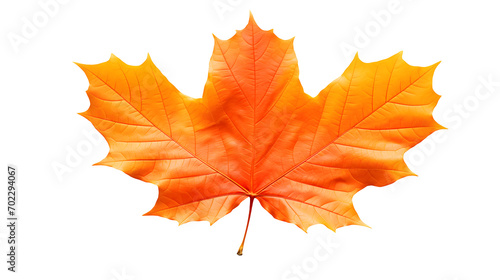 Autumn Leaf Image  Transparent Fall Foliage  PNG Format  No Background  Isolated Seasonal Element  Nature s Colorful Change