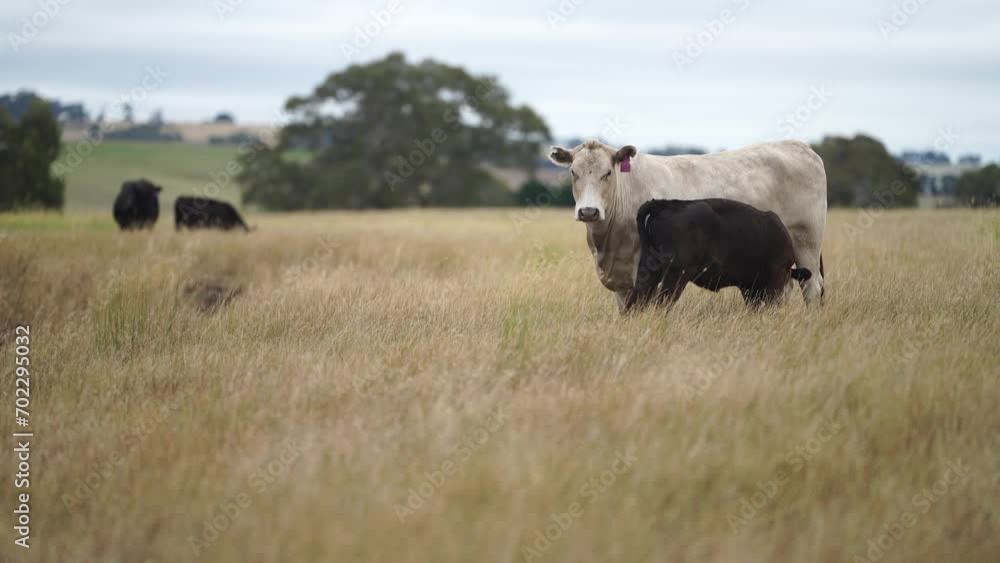 calf drinking milk from a cow in a field on a farm in australia calf drinking milk from a cow in a field on a farm in australia