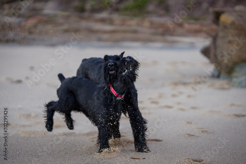Two black dogs playing biting on the beach in front of the ocean wave giant schnauzer breed
