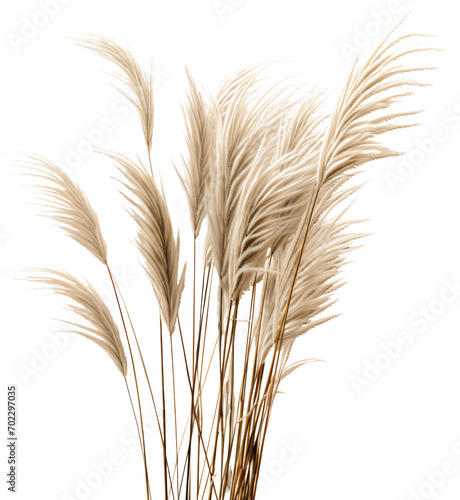 Pampas grass isolated on the transparent background PNG. 