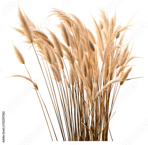 Pampas grass isolated on the transparent background PNG. 