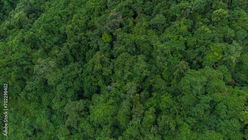 Aerial view of beautiful tropical forest in Aceh Province  Indonesia