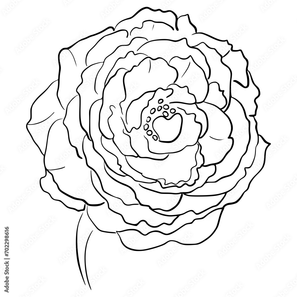 Detailed sketch of a rose, contour rose Detailed sketch of a rose, contour rose