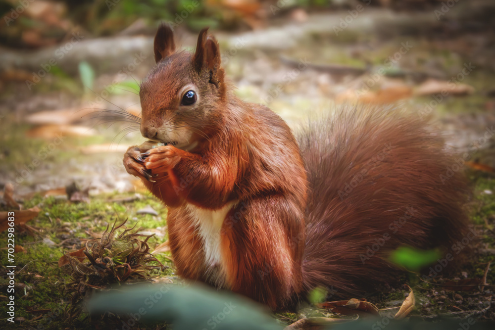 Fressendes Eichhörnchen auf der Wiese Fressendes Eichhörnchen auf der Wiese