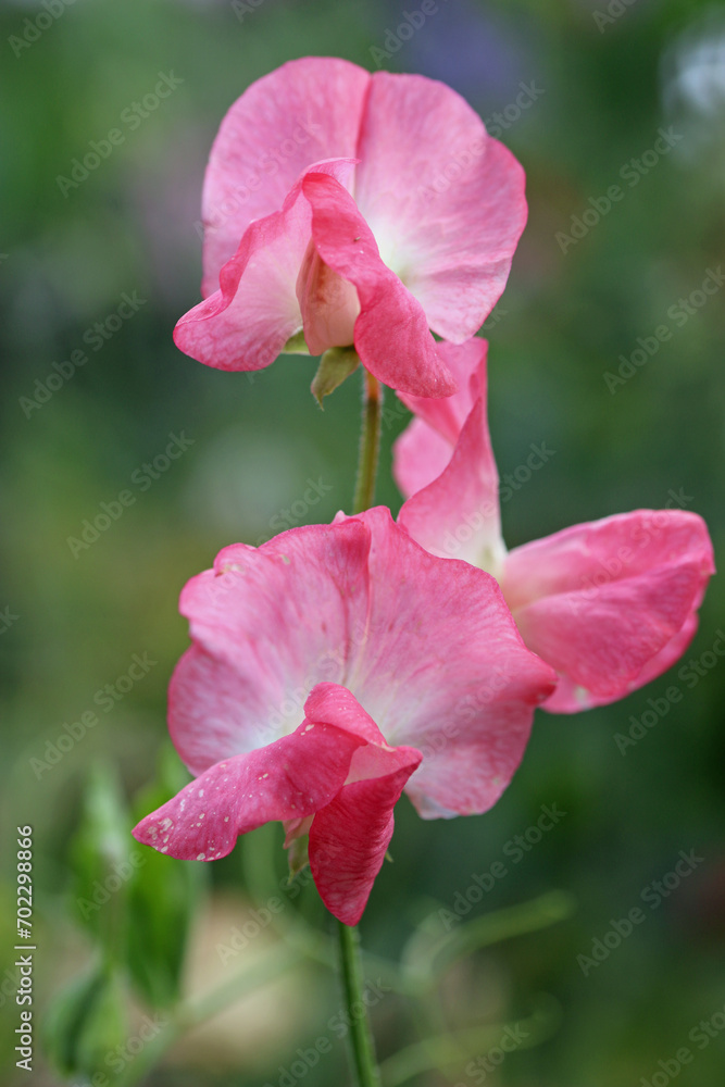Naklejka premium Pink sweet pea flowers in close up
