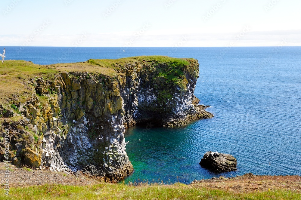 Fototapeta premium Sea gulls and Volcanic sea cliffs nesting site