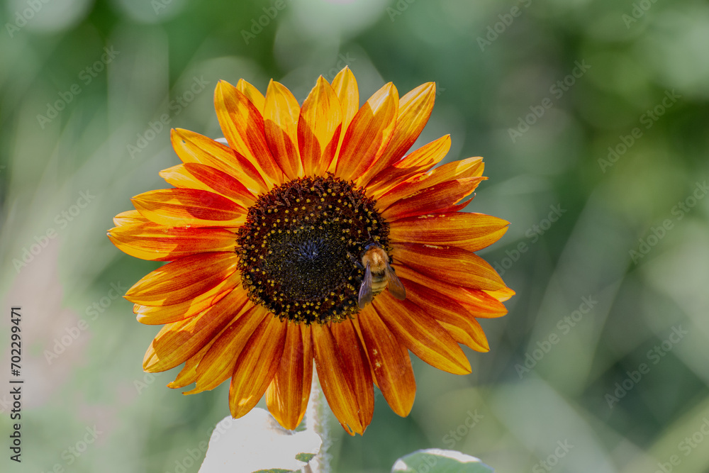 Obraz premium japan snapshot