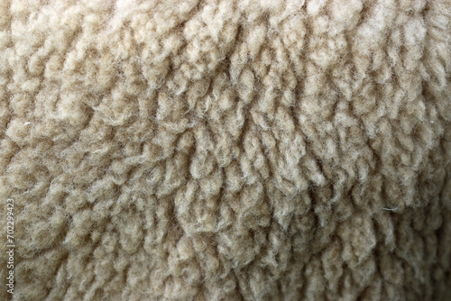 Sheep wool fleece in close up