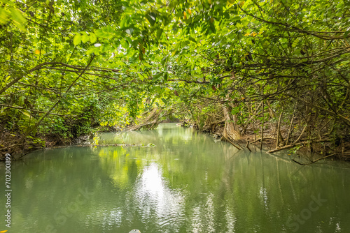 Amazing Indian river in Dominica near Roseau and Portsmouth, mangrove trees everywhere photo