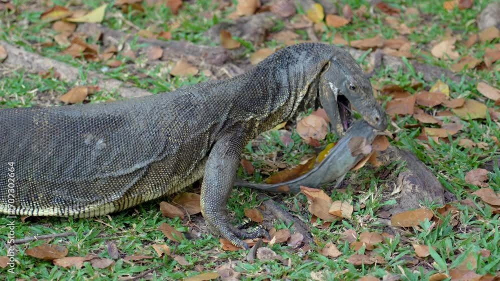 Asian water monitor Varanus salvator holds in the teeth catfish caught in its mouth, eats and swallows the prey. The meal is the result of the hunt Asian water monitor Varanus salvator holds in the teeth catfish caught in its mouth, eats and swallows the prey. The meal is the result of the hunt