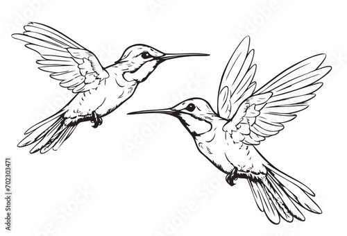 Hummingbird bird ,hand drawn sketch in doodle style