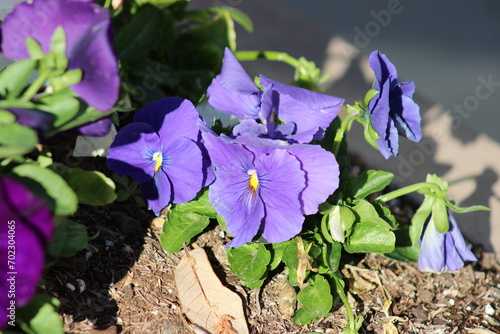 Pansy blooms in December are great in Texas gardens and sidewalk pots. The do not like summer heat, so well, 