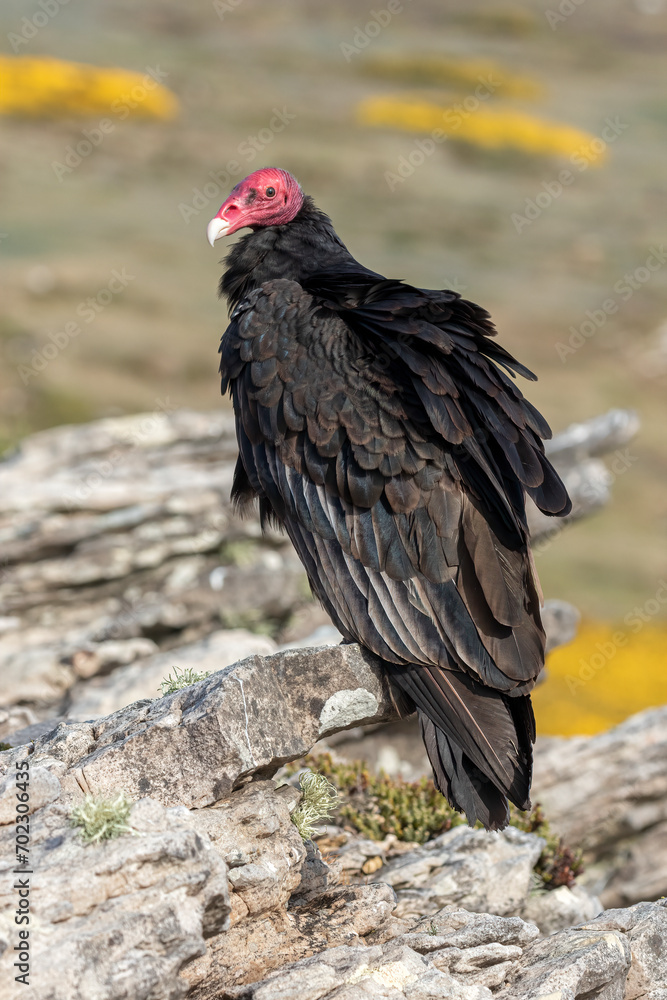 Fototapeta premium Turkey Vulture