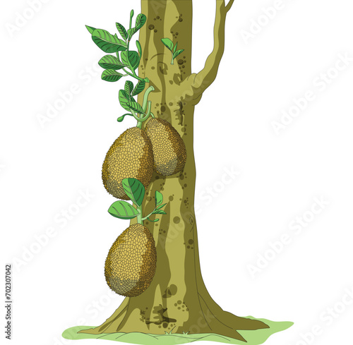 Jackfruit on tree vector illustration