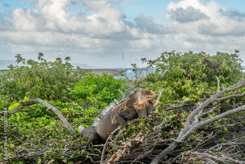 Fototapeta Naklejka Na Ścianę i Meble -  You can find these amazing iguanas in Petite Terre Islands . These two small uninhabited islands located about 10 km to the south-east of the island of Guadeloupe in the Lesser Antilles 