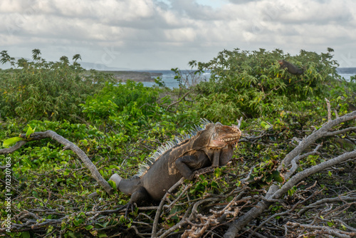You can find these amazing iguanas in Petite Terre Islands . These two small uninhabited islands located about 10  km to the south-east of the island of  Guadeloupe in the  Lesser Antilles 