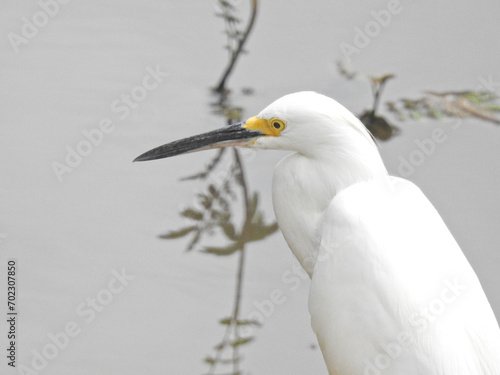Snowy Egret
