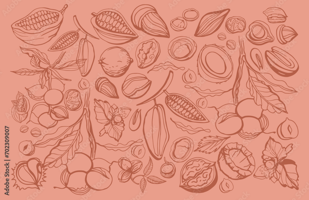 Hand drawn nuts. Macadamia nuts and leaves on light background. Vector seamless pattern. Design template. Macadamia brunch botanical vector illustration.