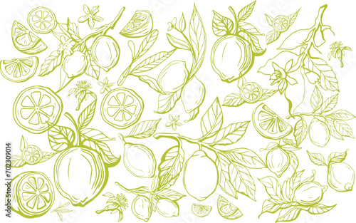 Hand drawn lemon set on yellow background. Outline whole citrus with peel and natural fruites into different pieces and circle slices,  branch of blossom and leaves. Vintage postcard with lemons.