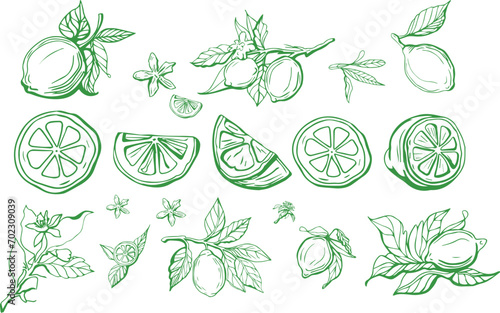Hand drawn lemon set on yellow background. Outline whole citrus with peel and natural fruites into different pieces and circle slices,  branch of blossom and leaves. Vintage postcard with lemons.
