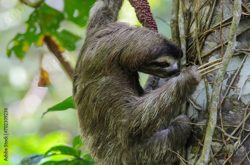 Brown-throated sloth - Bradypus variegatus in Cahuita National Park © salparadis