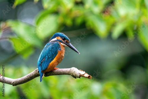 Colorful king fisher bird on a branch of a tree waiting to catch a fish in the Netherlands. Green leaves in the background.