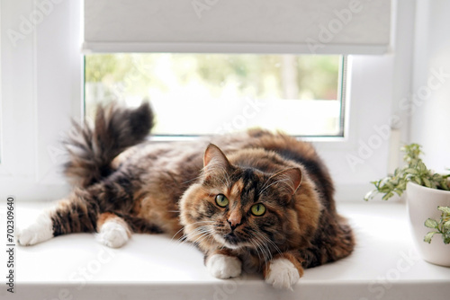cat with white paws is on the windowsill and looking at the camera