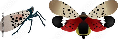 Lantern Fly Vector Illustration Graphic on a white background