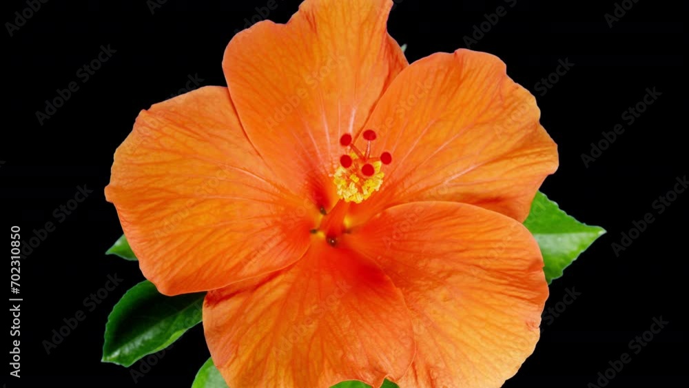 Orange Hibiscus Open Big Flower in Time Lapse. Blooming Neon Red Plant on a Black Background. Bloom and Wilt to Dry Petals. Closed Bud Orange Hibiscus Open Big Flower in Time Lapse. Blooming Neon Red Plant on a Black Background. Bloom and Wilt to Dry Petals. Closed Bud