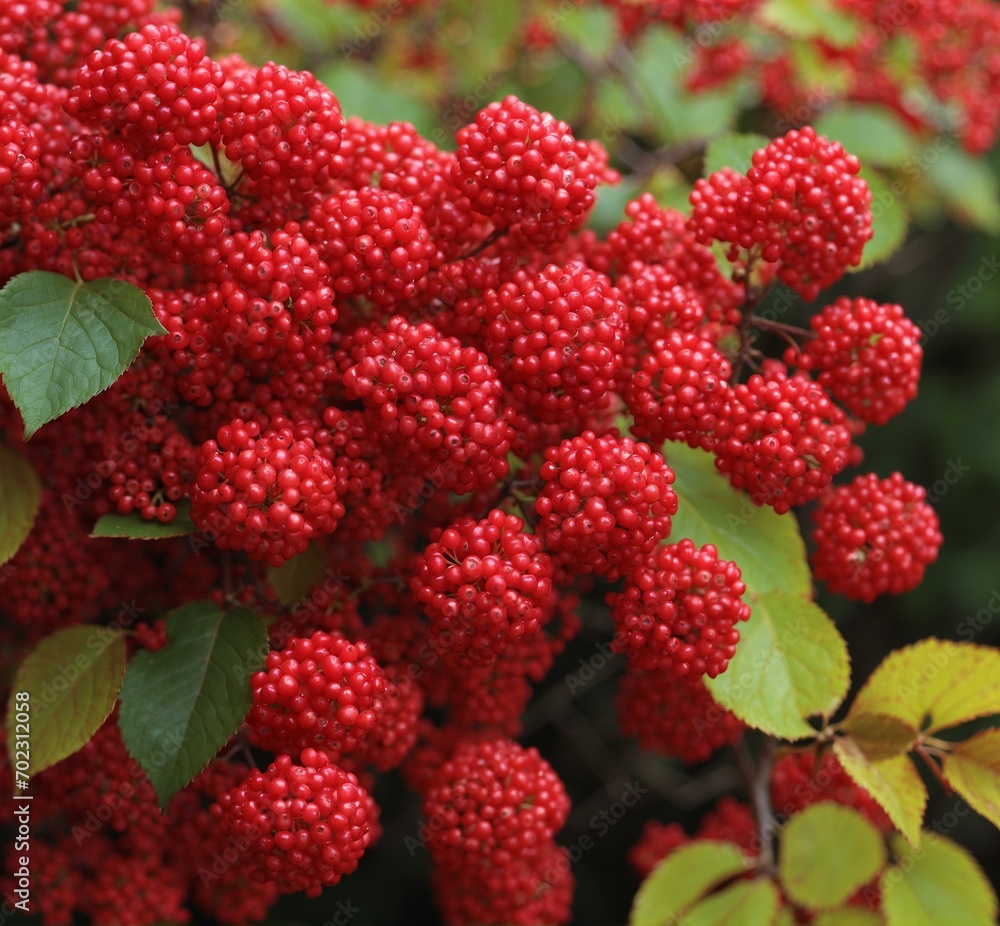 Red berries of viburnum on a branch, close-up Red berries of viburnum on a branch, close-up