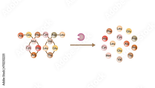 Protein Digestion. Proteases Enzymes (proteinases and peptidases) are digesting the protein into small peptide chains then into single amino acids, to be absorbed into the blood stream. Vector design.